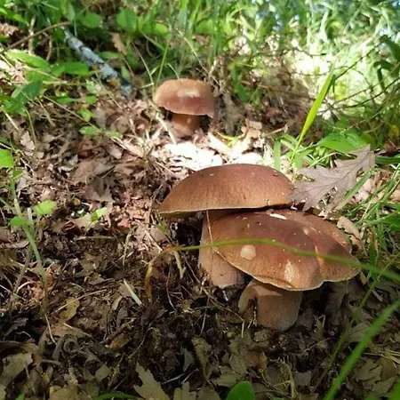 Alloggio per agriturismo Valle Maira, Agriturismo Nel Parco Dei Nebrodi Tortorici